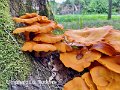 Omphalotus illudens-amf803-2